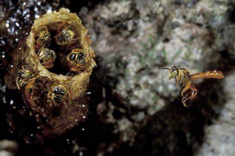 Home | Stingless Bees | Beekeeping Supplies - raincitystudios.com
