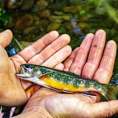 Home | Vermont Fish & Wildlife Department - raincitystudios.com