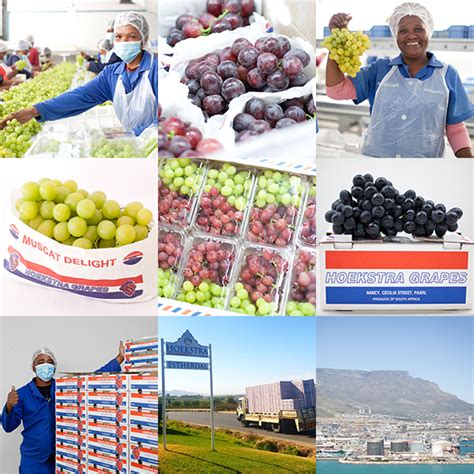 HOME - HOEKSTRA FRUIT EXPORTERS