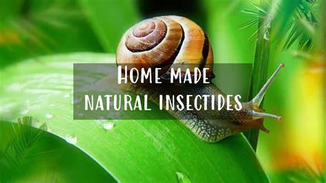 Home made Natural Insecticides - Savour Soil … - raincitystudios.com