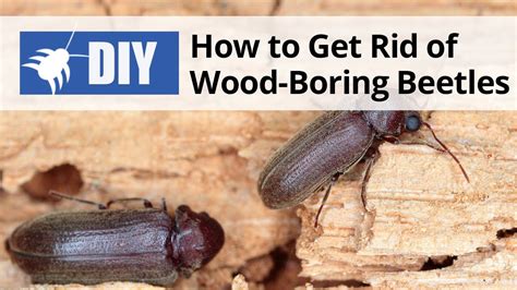 Home Remedies for Wood Boring Insects - Homestead … - balustradellc