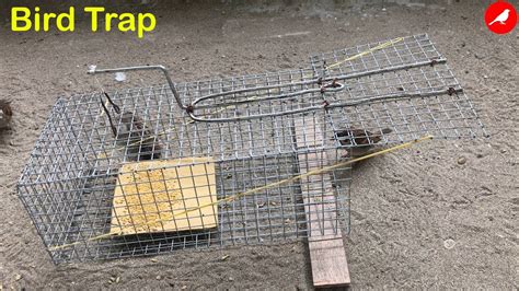 Homemade bird trap: catching birds with a simple trap - balustradellc