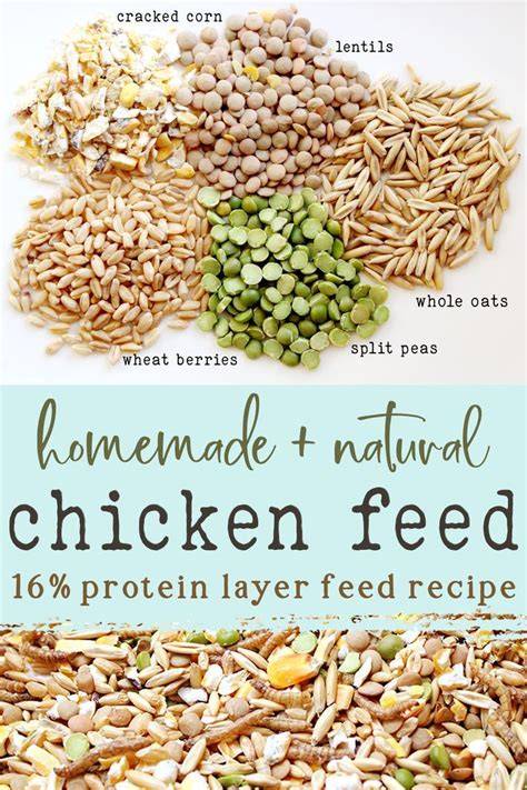 Homemade Farm Feed | 3 Recipes For The Natural … - raincitystudios.com