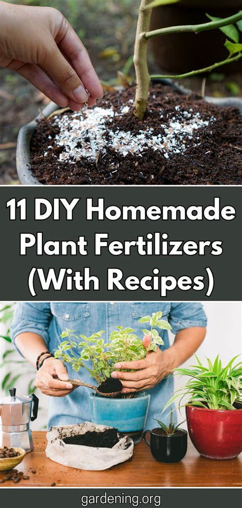 Homemade Fertilisers: Easy DIY Recipes | RHS Advice - balustradellc