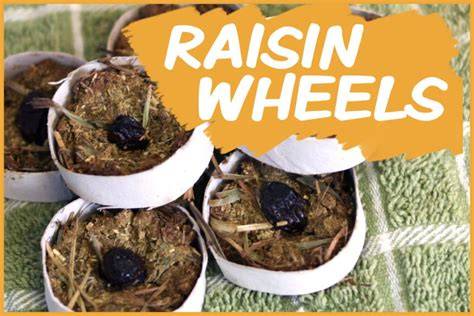 Homemade Hay and Raisin Treats for Rabbits - The … - raincitystudios.com