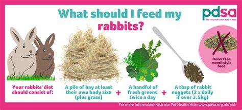 Homemade Rabbit Treat Recipes | BinkyBunny - raincitystudios.com