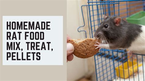 Homemade Rat Food Mix, Treat, Pellets [RECIPE] - raincitystudios.com