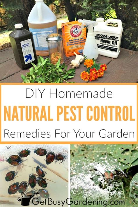 Homemade remedies for pest and disease control - raincitystudios.com