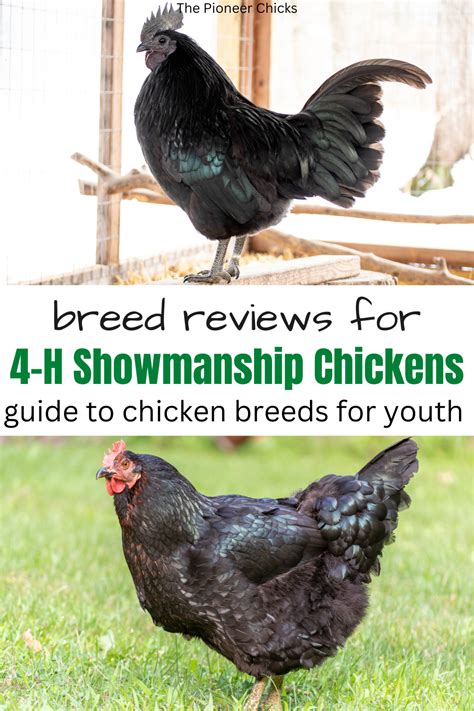 Homestead Chicken Breed Reviews for 4-H Showmanship - balustradellc