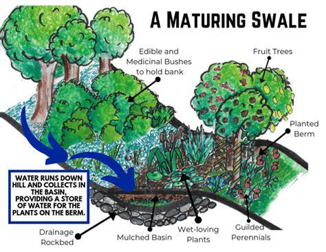 Homestead How To: Create A Swale & Berm … - raincitystudios.com