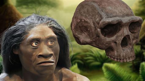 Homo floresiensis - Wikipedia bahasa Indonesia, … - wintechmobiles.com