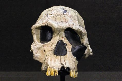 Homo Habilis Fossils - wintechmobiles.com