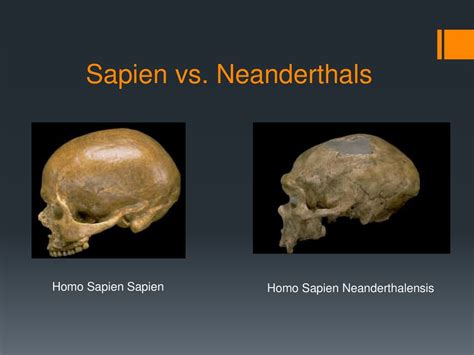 Homo neanderthalensis vs. Homo sapien - What's the Difference? - wintechmobiles.com