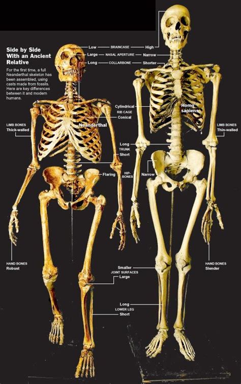 Homo Neanderthalensis vs. Homo Sapiens - What's the Difference? - wintechmobiles.com