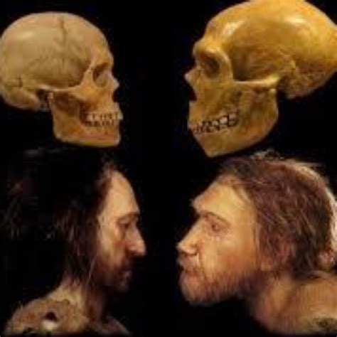 Homo Sapiens vs. Neanderthalensis - This vs. That - wintechmobiles.com
