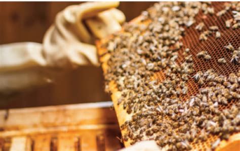 Honey Comb Production Process - muktibox.com