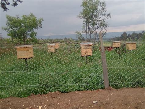 Honey Kenya - muktibox.com