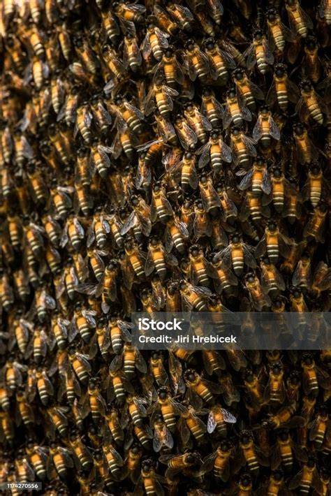 Honeybee Swarm Nesting: Menghadapi Kawanan Lebah Madu di Taman - raincitystudios.com