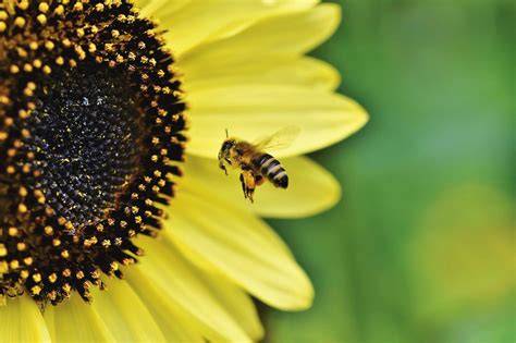 Honeybees are far too insufficient to supply optimum pollination ... - raincitystudios.com