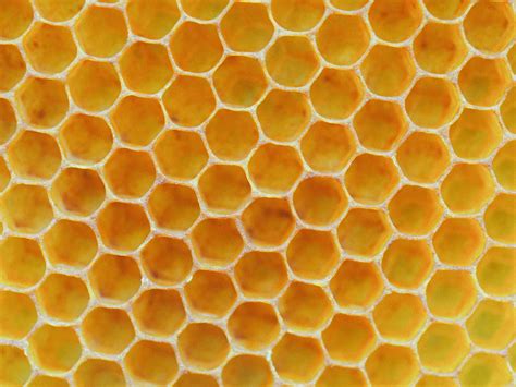 HONEYCOMB.