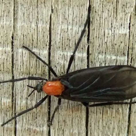 Honeymoon Bug | #1 Award Winning Agency | All-Inclusive Honeymoon Packages - balustradellc