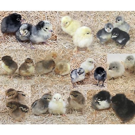 Hoover's Hatchery Live Choice Rare Baby Chicks … - balustradellc