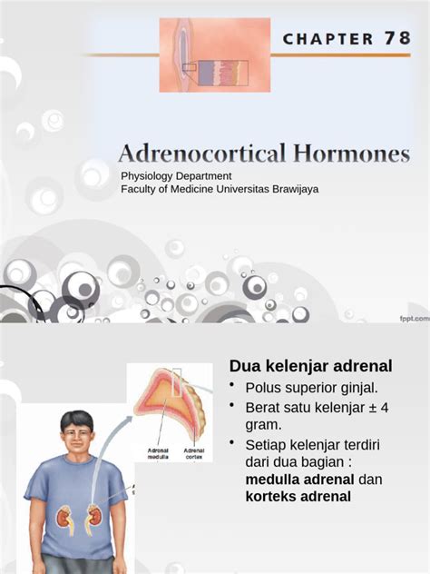 Hormon Adrenokortikal dan Fungsinya | PDF - Scribd - muktibox.com