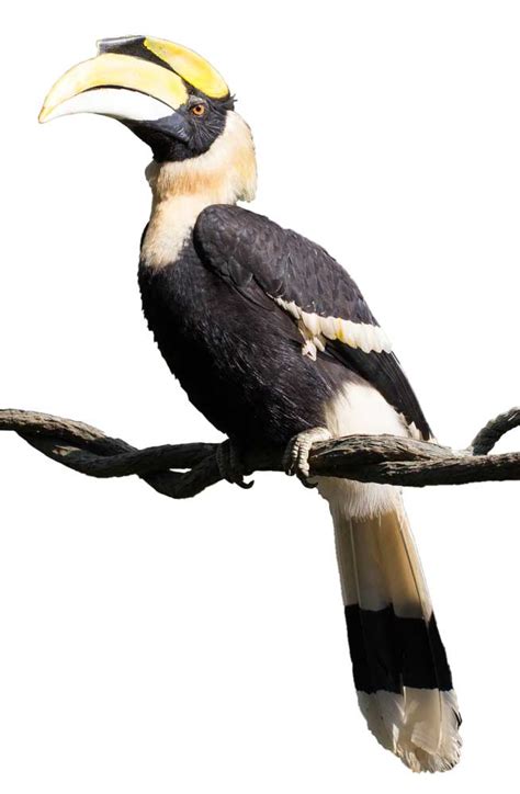 HORNBILL English meaning - Cambridge Dictionary