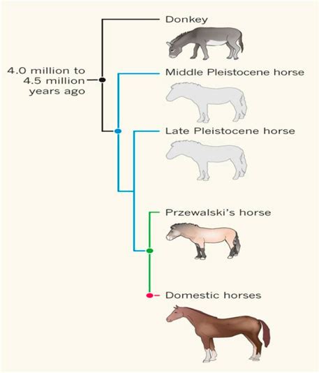 Horse Domestication and Conservation Genetics of … - muktibox.com