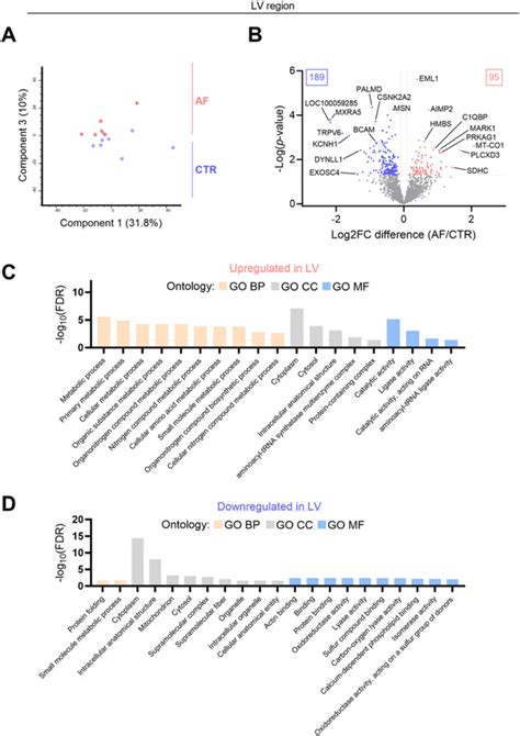 Horse model of spontaneous atrial fibrillation share proteomic changes ... - muktibox.com