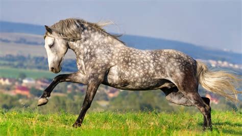 Horse - Evolution, Domestication, Anatomy | Britannica - muktibox.com