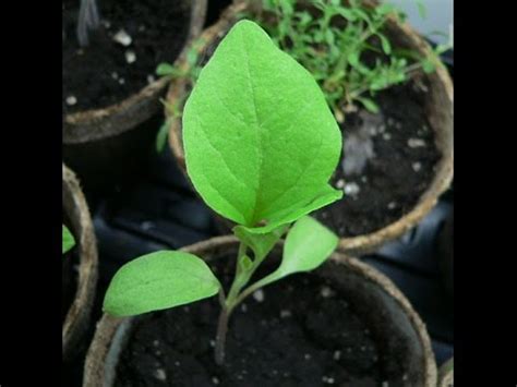 HORTA E FLORES: Clima, Solos e Adubação para Berinjela