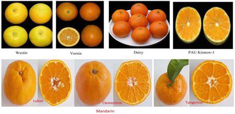 Horticultural Classification of Citrus Cultivars - IntechOpen - raincitystudios.com