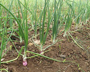 Horticulture :: Vegetables::Small onion - Tamil Nadu … - raincitystudios.com