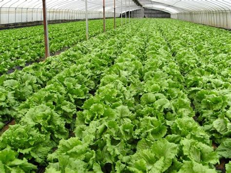 Horticulture Farming; Types of Horticulture; Importance - coolestguyplanet.net