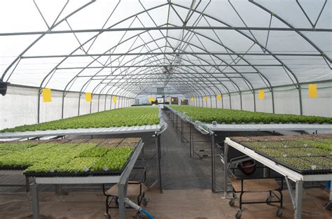 Hortidaily: global greenhouse news - balustradellc