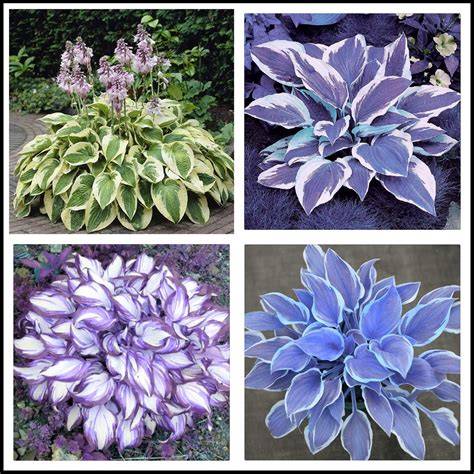 Hosta Plants for Sale | Buy Hostas Online - Pine Forest … - raincitystudios.com