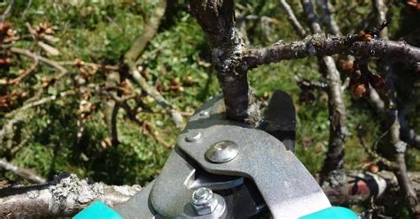 How/when to prune orchard trees effectively (apple, … - raincitystudios.com