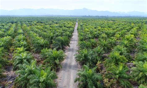 How 10 hectares of oil palm plantation can generate over ₦80 million ... - wintechmobiles.com