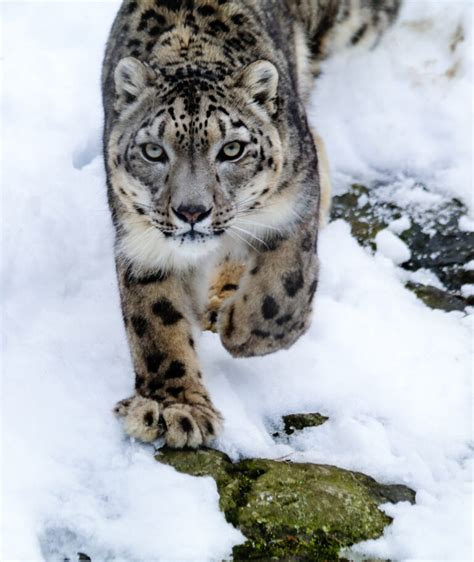 How a Massachusetts Zoo Is Saving Snow Leopards and ... - AZ … - muktibox.com
