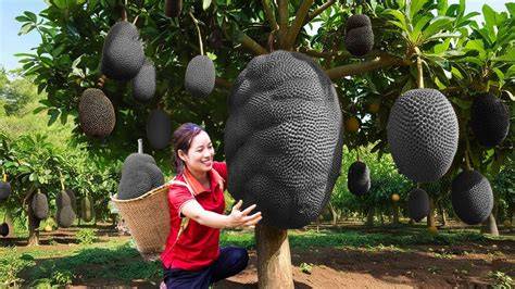 How Amazing Thai Farm Harvests Jackfruit - raincitystudios.com