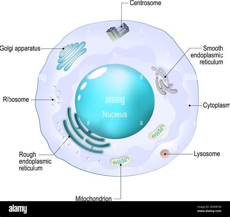 How Animal Cells Pair Ribosomes During Stress | Technology Networks - muktibox.com