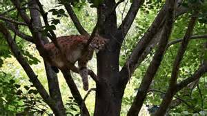 How apex predators rewild ecosystems and transform landscapes - raincitystudios.com