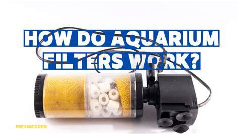 How aquarium filters work - Aquariadise - raincitystudios.com