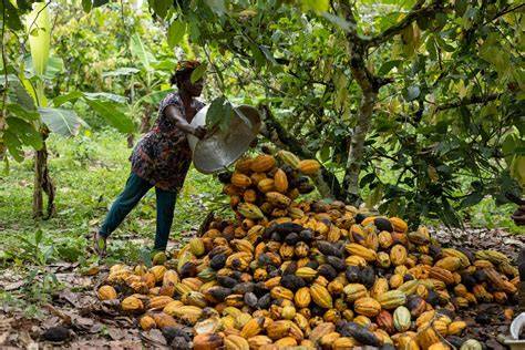 How are cocoa beans harvested - Step by step … - raincitystudios.com