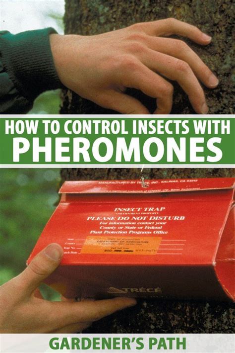 How Are Pheromones Used To Control Insect Pests - raincitystudios.com