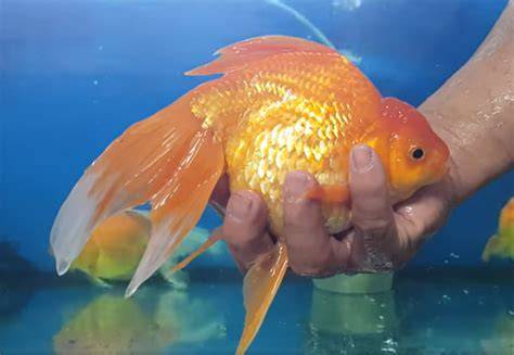 How Big Do Fancy Goldfish Get - A Complete Size Chart & Growth Guide - raincitystudios.com