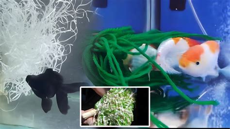 How Breed Goldfish – Your Complete Guide To Spawning Success - raincitystudios.com