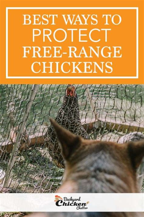 How Can I Protect My Free-Range Chickens From … - balustradellc