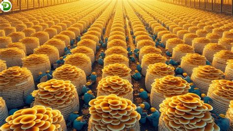 How Chinese Farmers Grow Millions Of Tons Of … - balustradellc